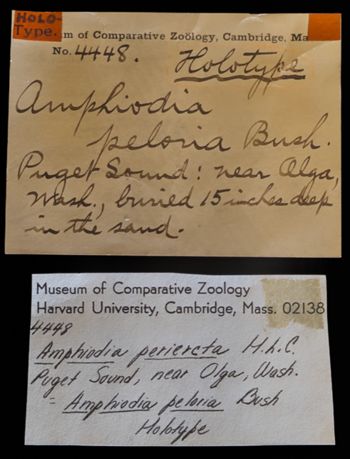 Media type: image;   Invertebrate Zoology OPH-4448 Description: Original handwritten specimen labels;  Aspect: labels
